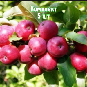 Саженцы Комплект 5шт / Яблоня Смугляночка